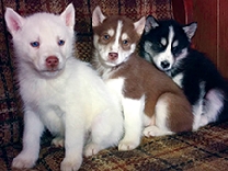 Siberian Husky Puppies 8 wks  Siberian Husky Puppies 8 wks old, Purebred, 1st shots and dewormed and ready for their forever homes. $600. For more info & pics call/text 406-291-6210 Will consider trades.
