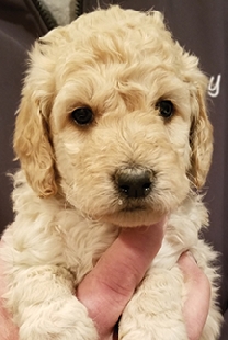 Goldendoodle Pups Home Raised, Apricots,  Goldendoodle Pups Home Raised, Apricots, Vet Checked, dew claws removed, Dewormed, 1st shots Parents hips checked. 7 Girls and 2 Boys available. Super cute!! Ready October 6th! $1250. 406-450-8766