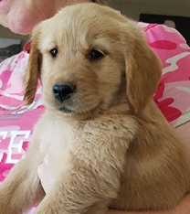 AKC GOLDEN RETRIEVER PUPPIES Lovable  AKC GOLDEN RETRIEVER PUPPIES Lovable loyal AKC Golden Retriever puppies ready to join your family now! 8 weeks old. $1200. Call/text Gail 208-597-4176