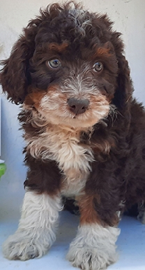 Mini Aussiedoodle Puppies 8 weeks  Mini Aussiedoodle Puppies 8 weeks old! Everyone is up to date on shots and wormer. Price starting at $500. Call/test 989-339-1069