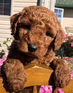 F1B Goldendoodle Puppies Born 8/19/2022.  F1B Goldendoodle Puppies Born 8/19/2022. Call for photos and ask for Sara Ann (Polson) Call: 406-745-4395