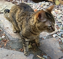 Found Female Cat Sept 6th  Found Female Cat Sept 6th near Lawrence Park She's someone's baby 406-253-9279