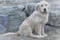 GOLDEN RETRIEVER PUPPY <br>Born 11/1/2022.  GOLDEN RETRIEVER PUPPY  Born 11/1/2022. Great Family Dog. AKC Registered. $750. Call or text.   406-544-6362