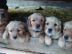 Beautiful AKC Golden Retriever Puppies  Beautiful AKC Golden Retriever Puppies Born 1-29-23. Have first shots and have been wormed. Ready for homes. Parents DNA tested and sire OFA certified for joints. Located in Libby Mt. 406-293-4676 $750