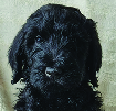 Labradoodle Puppies Multigenerational, 8 weeks  Labradoodle Puppies Multigenerational, 8 weeks old. Ready for loving homes. Hypoallergenic, shed free mischief makers. Raised indoors around kids of all ages. In Polson. Call for more info 406-830-5555.